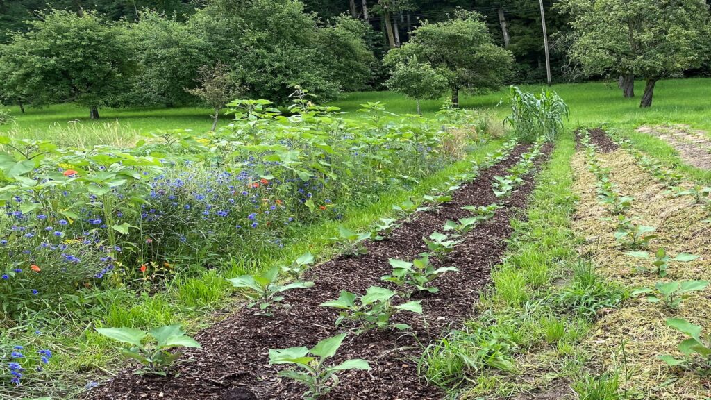Agriculture en mosaïque : multifonctionnelle pour un système de culture résilient. Photo: vidéo de campagne Prix Climat, 2022