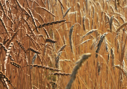 Génie génétique en agriculture: Liberté de choix et principe de précaution
