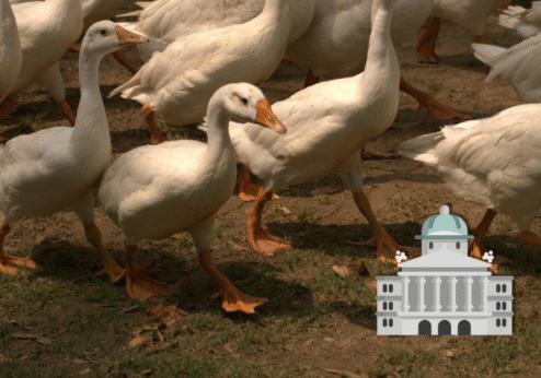 Initiative foie gras : L’Association des petits paysans soutient des mesures fermes allant jusqu’à l’interdiction d’importation