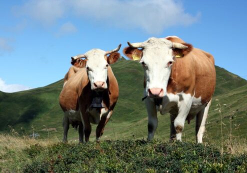 Des animaux pour une agriculture adaptée au site