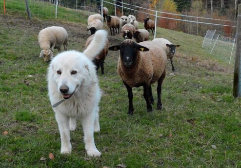 2026 année internationale du pastoralisme et des pâturages