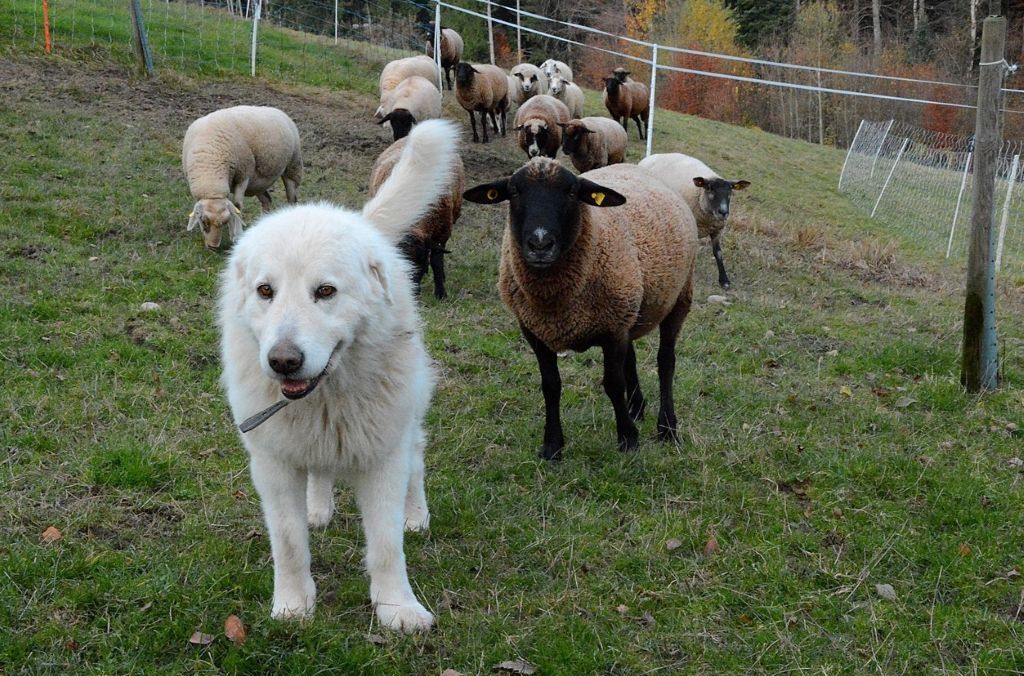 Schaf und Hirtenschutzhund