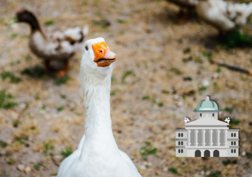 L’Association des petits paysans salue l’interdiction d’importation de foie gras