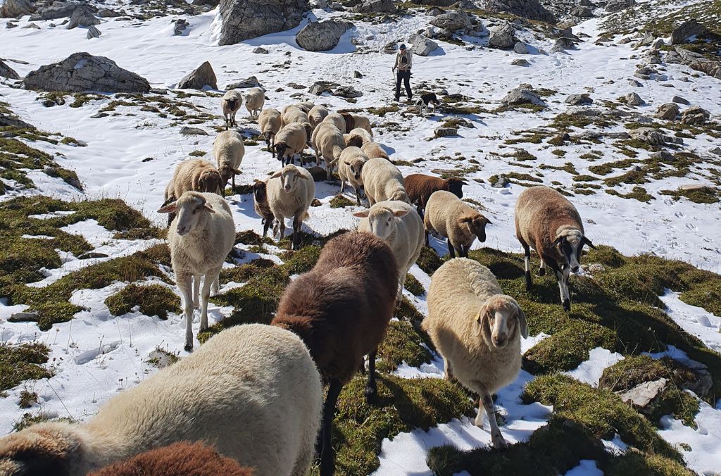 Flavia a délibérément choisi de faire la route à pied: Elle mene son troupeau de moutons de Coire au Val Madris.